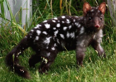 Quoll maculato