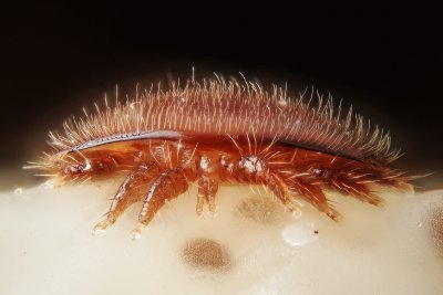 Varroa destructor