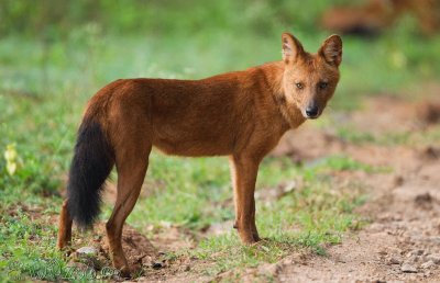 Dhole