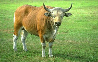 Banteng