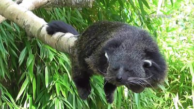 Binturong