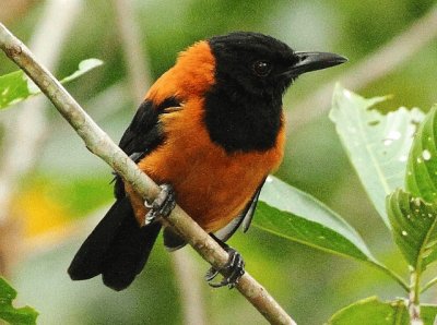 Pitohui