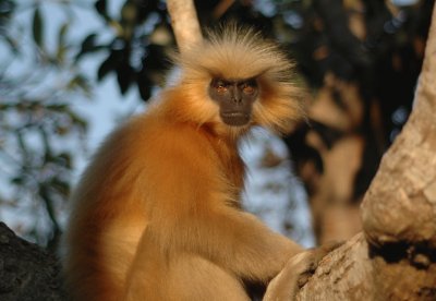 Langur