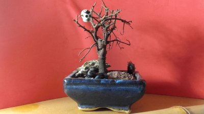 bonsai