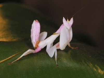 Mantide orchidea