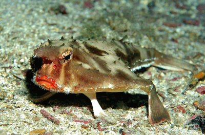 Pesce pipistrello dalle labbra rosse