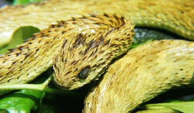 Vipera cespugliata