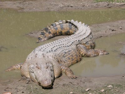 Coccodrillo d 'acqua salata