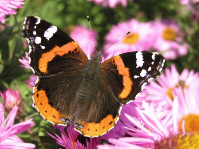 Vanessa atalanta