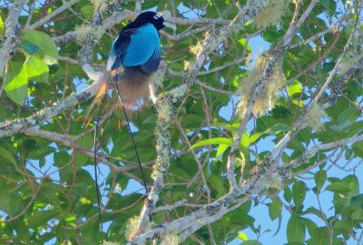 Uccello del paradiso blu e azzurro