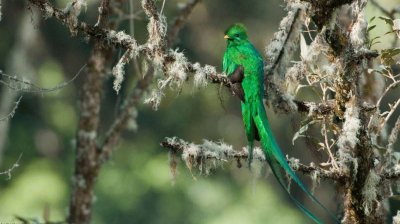 Uccello del paradiso verde brillante