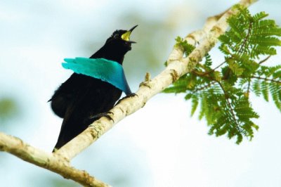 Uccello del paradiso dal colletto blu metallizato