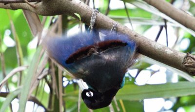 Uccello del paradiso a testa in giÃ¹