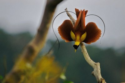 Uccello del paradiso con antenne sulla codamarrone