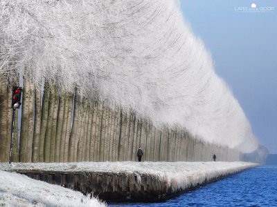 Ãrboles nevados