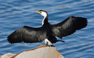 Pellicano bianconero minore