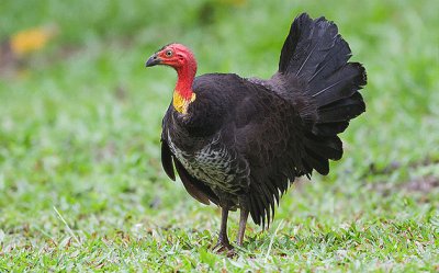 Megapodo australiano