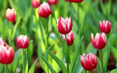 Champ de tulipes