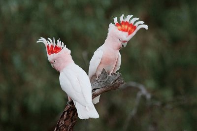 Cacatua leadbeateri