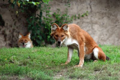 Dhole