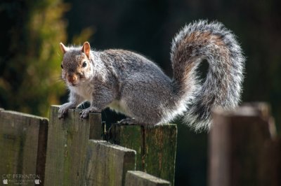 cheeky Grey Squirrell