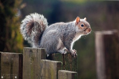 Grey Squirrell