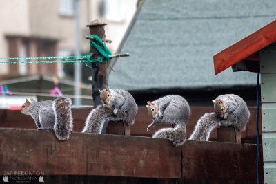 Squirrell yoga class