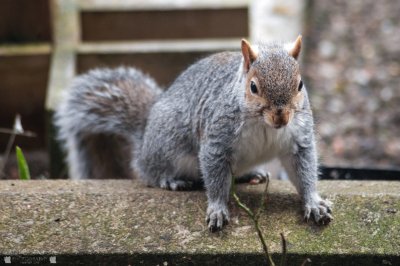 Inquisitive Squirrell