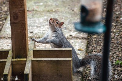 Cheeky Squirrell