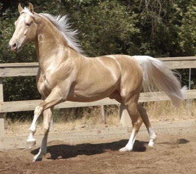 Akhal teke