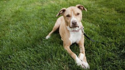 American pitbull terrier