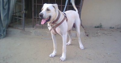 Bully kutta