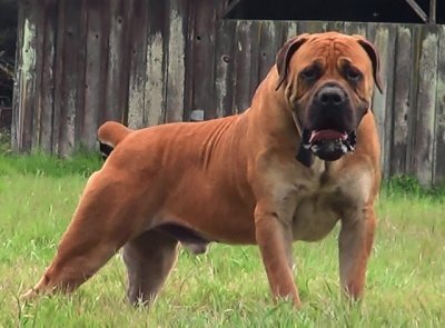 Boerboel