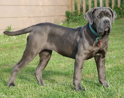 Mastino napoletano