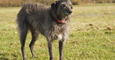 Levriero lurcher