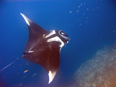 Manta