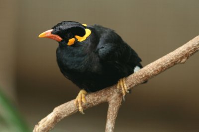 Gracula religiosa