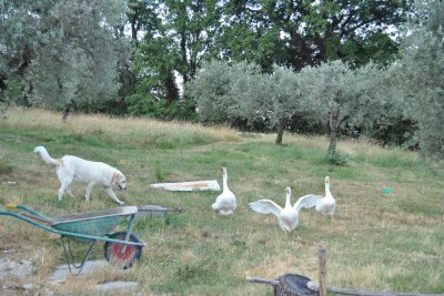 campagna laziale