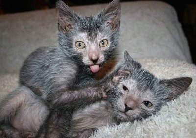 Lykoi