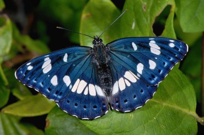 Limenitis camilla