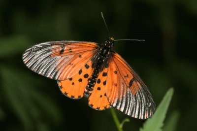 Acraea horta