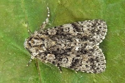 Acronicta rumicis