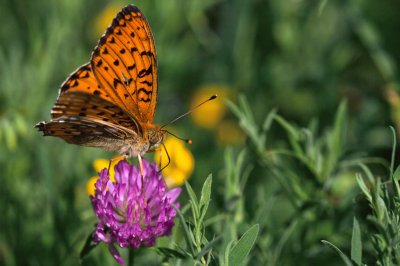 Boloria aquilonaris