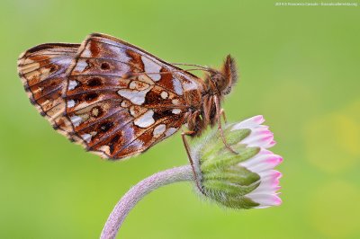 Boloria dia