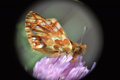 Boloria euphrosyne