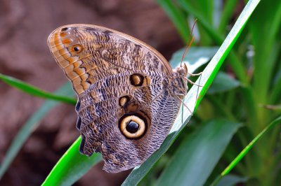 Caligo memnon