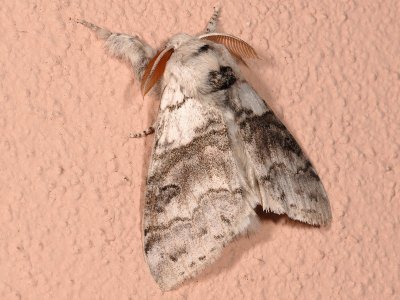 Callitera pudibunda