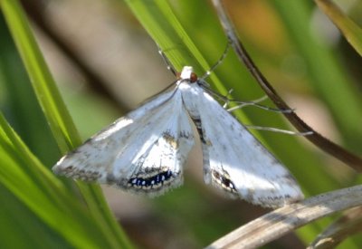 Cataclysta lemnata