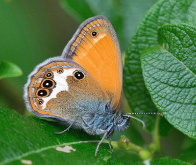 Coenonympha arcania