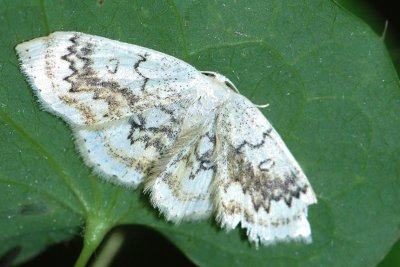 Cyclophora